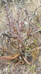 Dudleya attenuata
