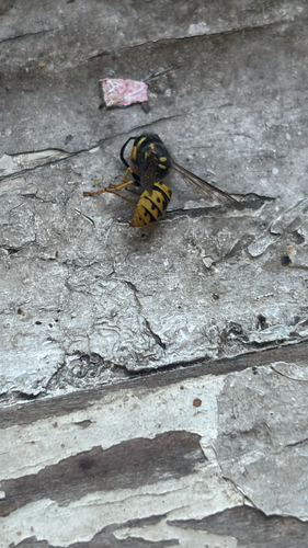 German Yellowjacket
