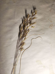 Helictotrichon desertorum