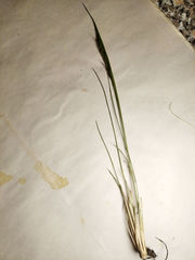 Helictotrichon desertorum