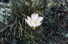Gymnocalycium monvillei