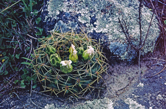 Gymnocalycium monvillei