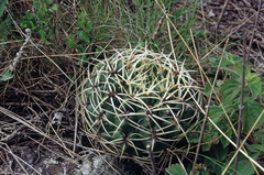 Gymnocalycium monvillei
