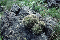 Gymnocalycium monvillei