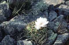 Gymnocalycium monvillei