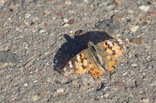Painted Lady