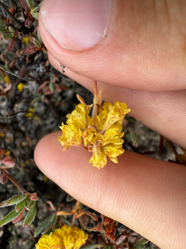 Eriogonum sphaerocephalum, photograph 3