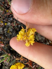Eriogonum sphaerocephalum, photograph (c) Parker James Lloyd, some rights reserved (CC BY)