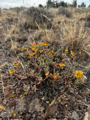 Eriogonum sphaerocephalum, photograph (c) Parker James Lloyd, some rights reserved (CC BY)