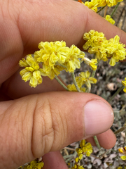 Eriogonum strictum, photograph (c) Parker James Lloyd, some rights reserved (CC BY)