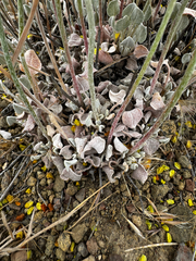 Eriogonum strictum, photograph (c) Parker James Lloyd, some rights reserved (CC BY)