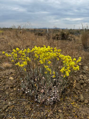 Eriogonum strictum, photograph 3