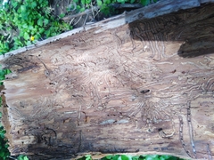 Scolytus
