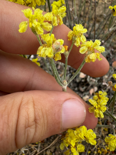 Eriogonum strictum, photograph 4