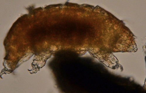Echiniscidae