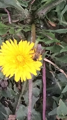 Apis mellifera