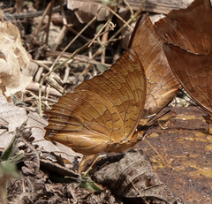 Charaxes