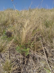 Helictotrichon desertorum