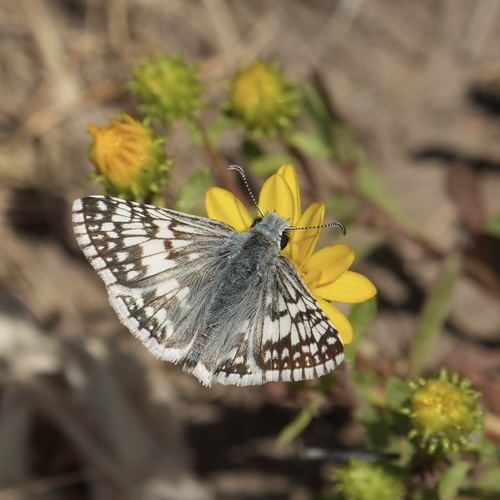Common Checkered-Skipper