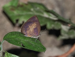 Arhopala perimuta