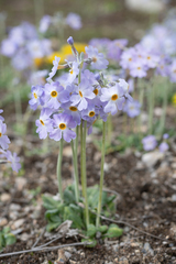 Primula gemmifera, photograph (c) Morten Ross, some rights reserved (CC BY)