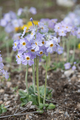Primula gemmifera, photograph (c) Morten Ross, some rights reserved (CC BY)
