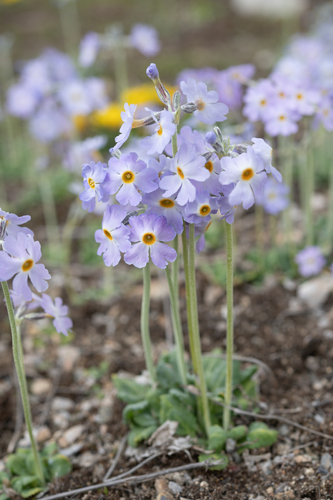 Primula gemmifera, photograph 5