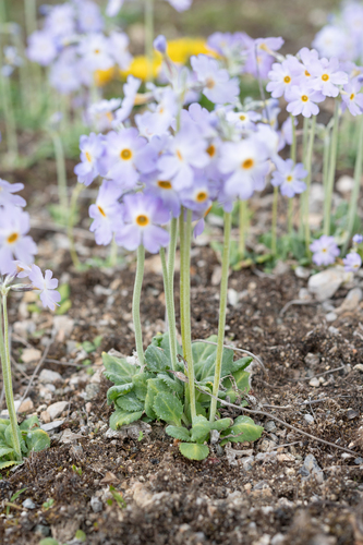 Primula gemmifera, photograph 6