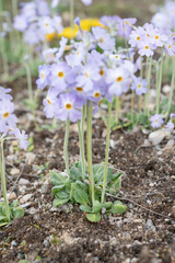 Primula gemmifera, photograph (c) Morten Ross, some rights reserved (CC BY)