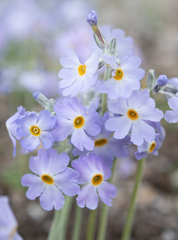 Primula gemmifera