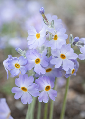 Primula gemmifera, photograph (c) Morten Ross, some rights reserved (CC BY)