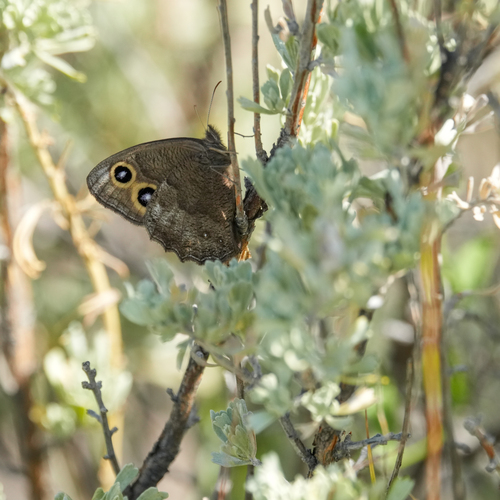 Common Wood-Nymph