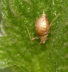 Microlophium carnosum