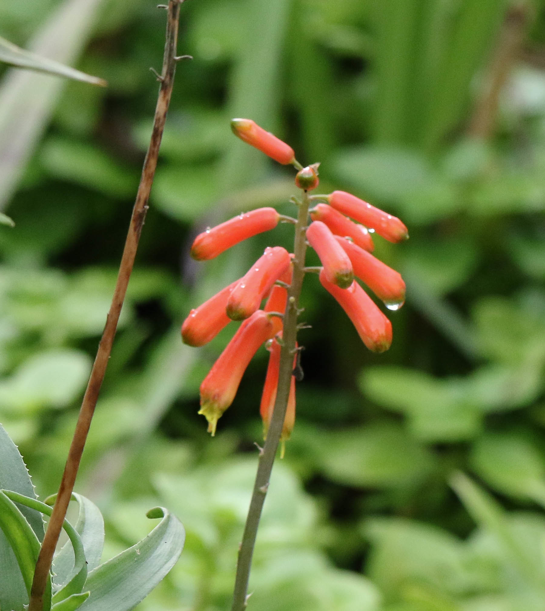 Aloiampelos ciliaris var. tidmarshii