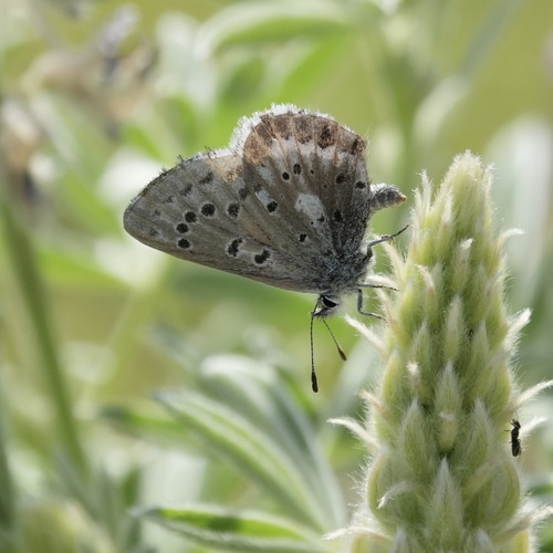 Arrowhead Blue