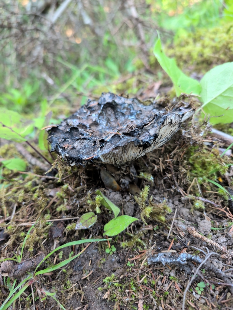 Old-man-of-the-woods · July 2026 · photo: Photo: (c) Crystal Butler, some rights reserved (CC BY-SA) · iNaturalist