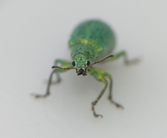 Polydrusus planifrons