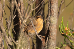 Stipiturus malachurus