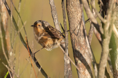 Stipiturus malachurus