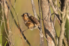 Stipiturus malachurus