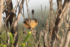 Stipiturus malachurus