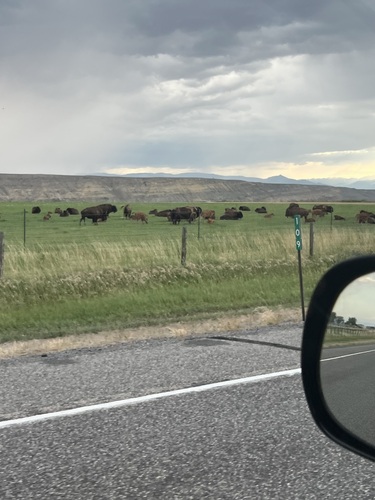 American Bison