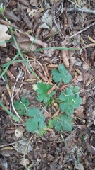 Ranunculus neapolitanus