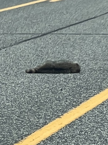 Common Raccoon
