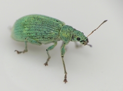 Polydrusus planifrons