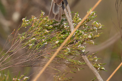 Baeckea linifolia