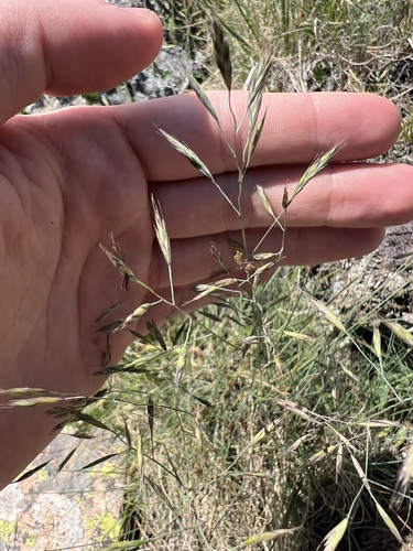 Festuca idahoensis observed 2026-07-15