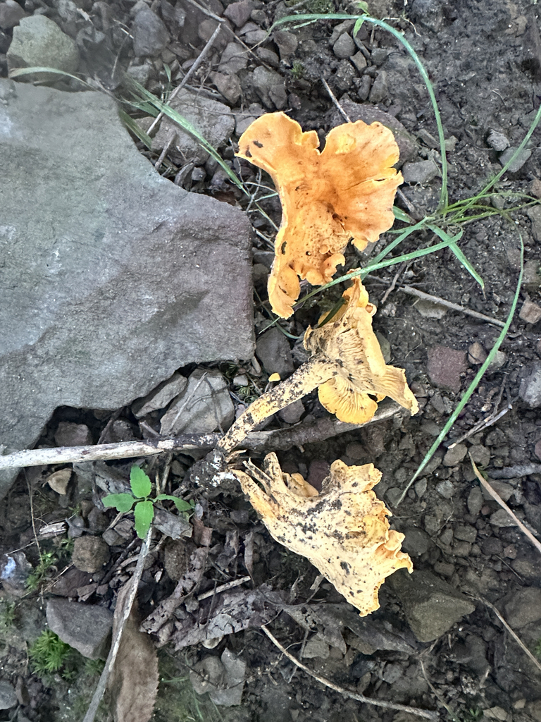 Cantharellus flavolateritius