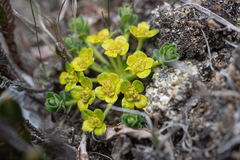 Euphorbia stracheyi
