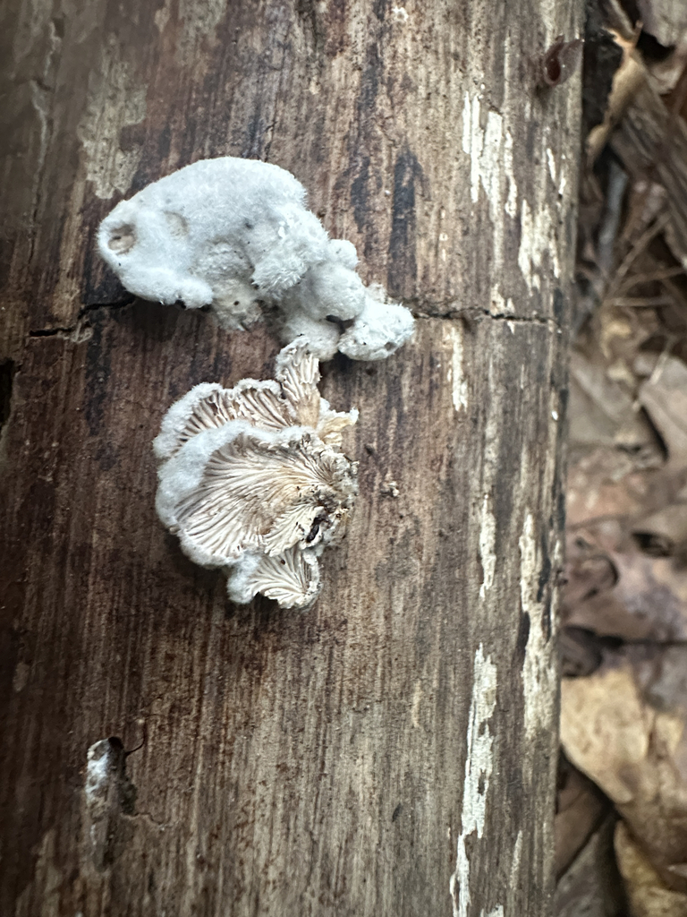 splitgill mushroom · July 2026 · photo: Photo: (c) Richard Jacob, some rights reserved (CC BY) · iNaturalist